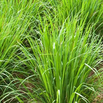 Everyday Cream - Brighten & Rejuvenate